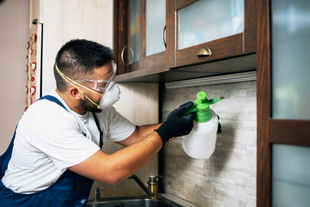 Best Ant Control Services  in Poplar Plains, CT
