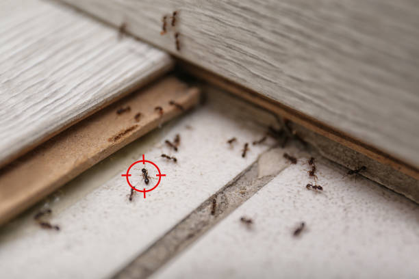 Best Pest Prevention Services  in Poplar Plains, CT