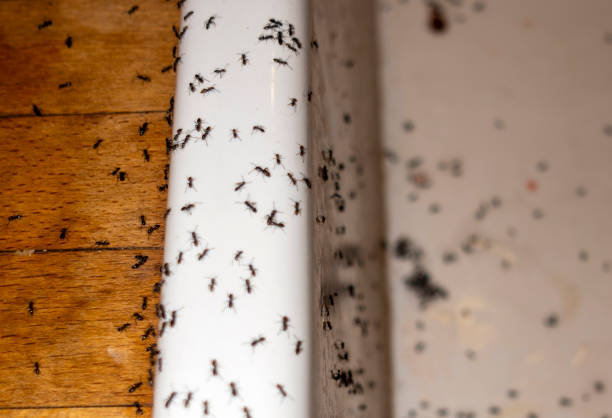 Best Emergency Pest Control  in Poplar Plains, CT