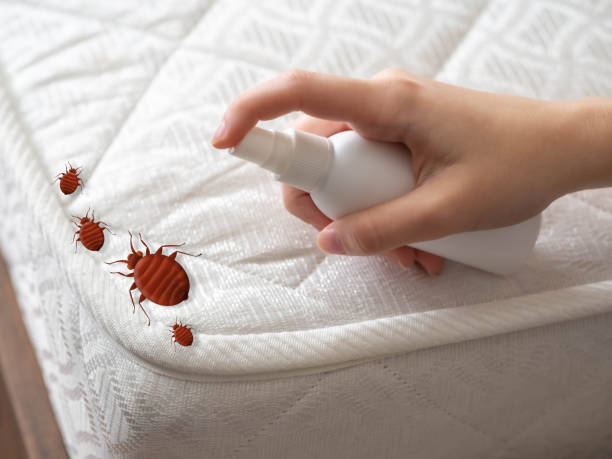 Best Termite Control Services  in Poplar Plains, CT