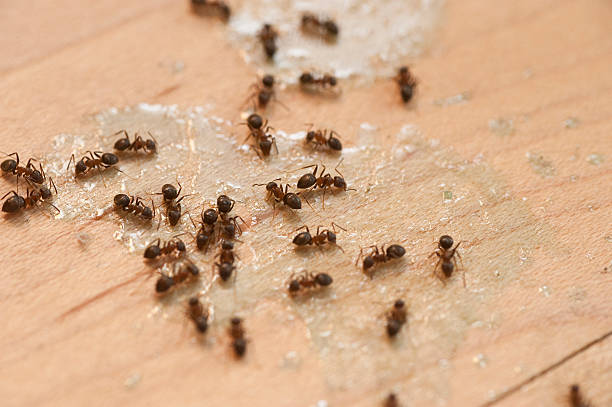 Best Affordable Pest Control Services  in Poplar Plains, CT