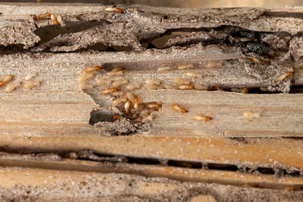 Pest Prevention Services in Poplar Plains, CT