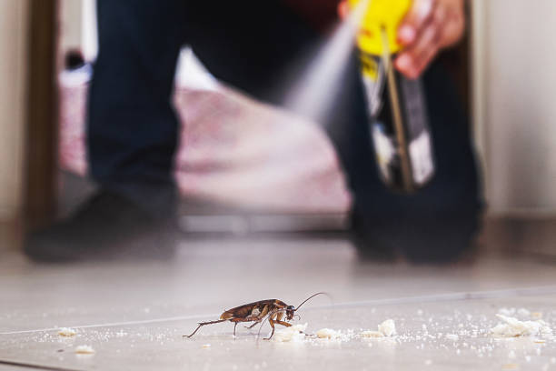 Reliable Poplar Plains, CT Pest Control Solutions