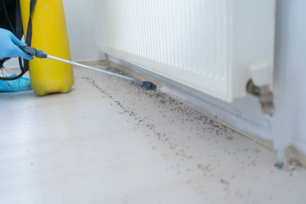 Best Wasp Removal Services  in Poplar Plains, CT